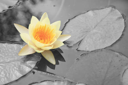 Lotus flower.の写真素材