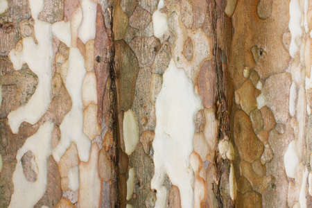 Wooden texture 