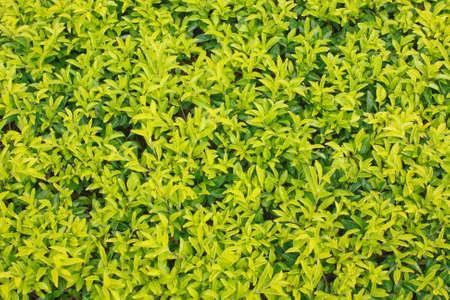 Green leaves wall background の写真素材