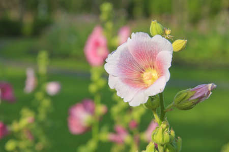 beautiful flowers の写真素材