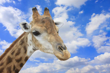 giraffe head to see the sky の写真素材