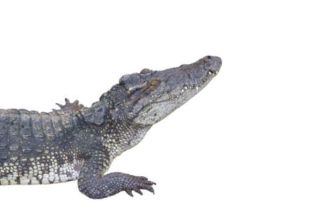 crocodile