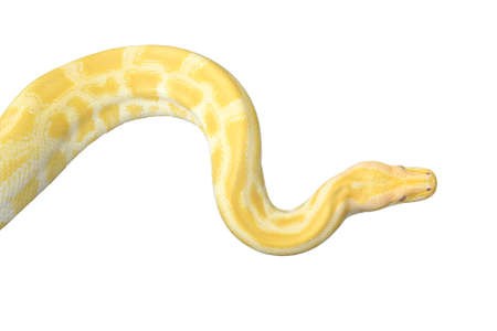Python on isolated background 