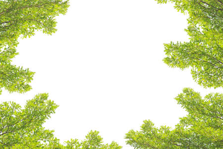 Green leave on white background の写真素材