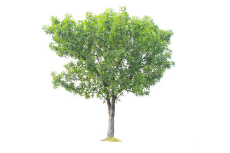 isolated tree の写真素材