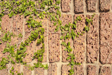 brick wall with green ivy background 