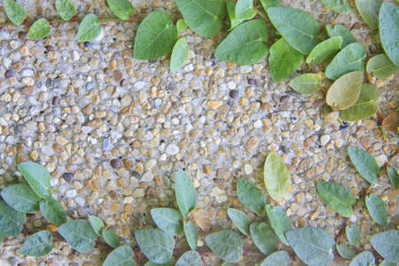 Ivy stone wall 