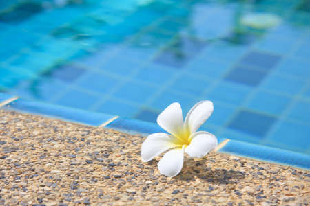 Tropical flowers Swimming poolの写真素材