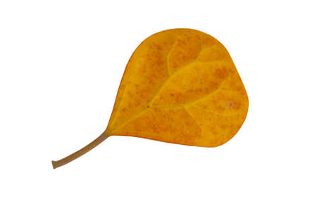 Yellow leaves isolated on white background.の写真素材