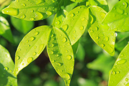 Water drops on fresh green leaf