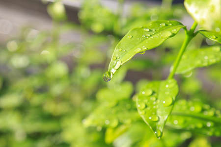 Water drops on fresh green leaf