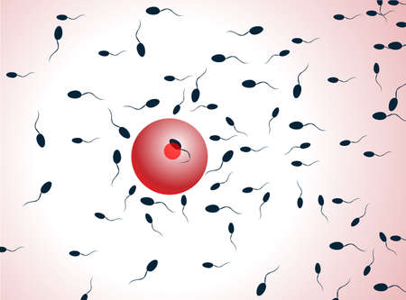 Vector spermatozoons, floating to ovule 