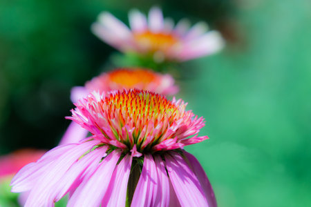 cone flowers in a line using leading line. This is a photo of a cone flower a close up shot. Coneflowers are a North American perennial a member of the Daisy familyの写真素材