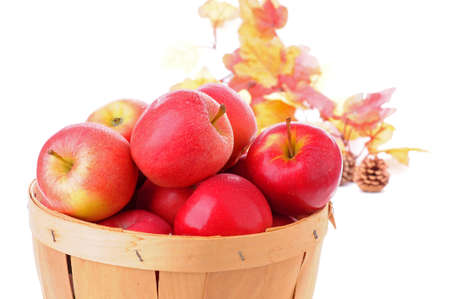 Basket of fresh picked apples on a white background.の写真素材