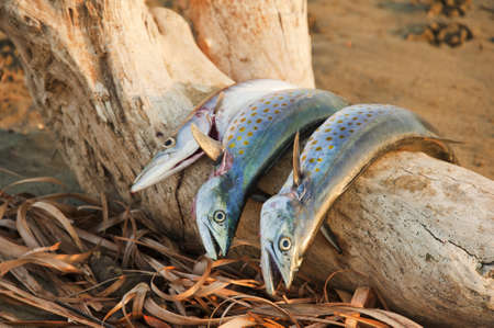 Freshly caught fish from the pacific coast of Costa Rica 