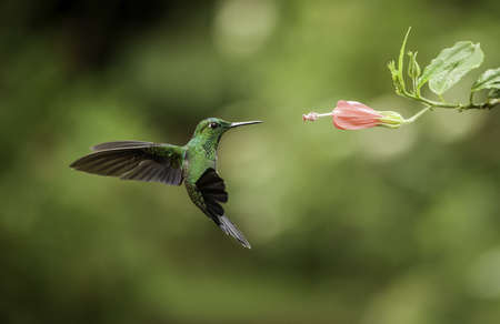 Stripe-tailed hummingbird frozen in flight while feeding.の写真素材