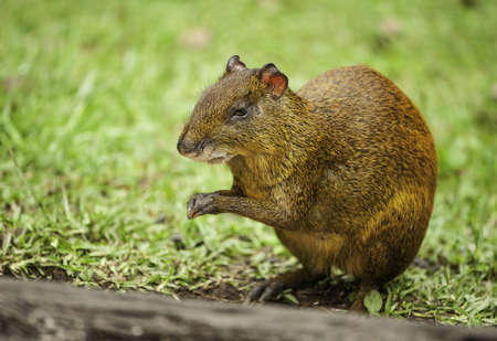 Common agouti photographed closeup in a rainforest in Costa Rica.の写真素材
