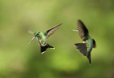 Two green hummingbirds appear to be fighting while in flight の写真素材