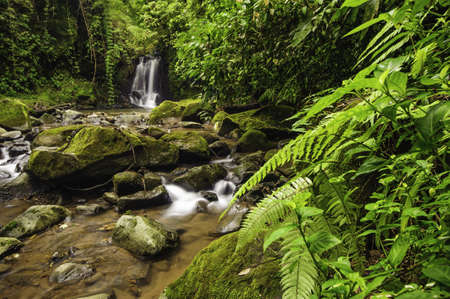 Rocky mountain stream in a Costa Rica rainforest.の写真素材