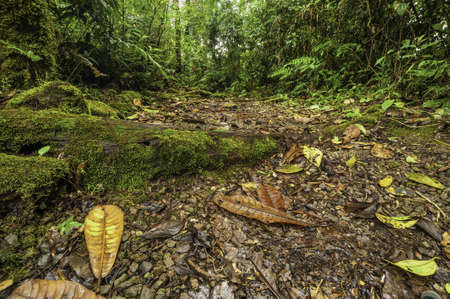 Walking trail within a cloud forest in Costa Rica.の写真素材