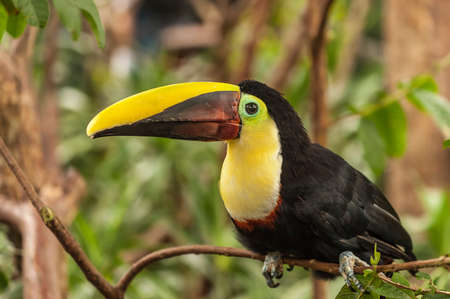 Chestnut-mandibled toucan perched on a branch in Costa Ricaの写真素材