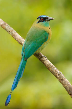 Beautiful blue-crowned motmot photographed in Costa Rica.の写真素材