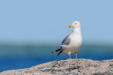 Ring-billed gull perched on a rock in Georgian Bay Ontario Canadaの写真素材