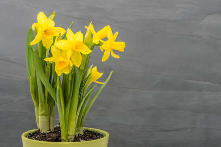 Yellow daffodils in a pot against a gray slate background.の写真素材