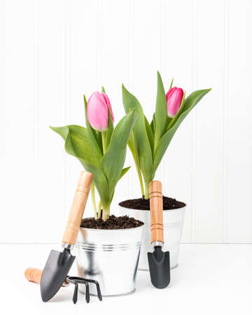 Two potted pink tulips with a variety of small garden tools.の写真素材