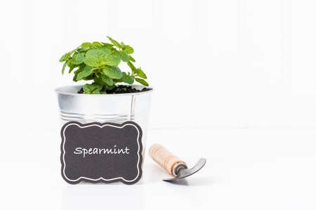 Fragrant spearmint growing in a silver colored metal container.の写真素材