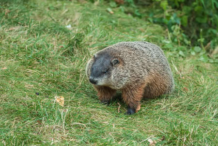 Single brown groundhog foraging for food in the grass.の写真素材