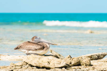 Brown pelican rests on some rocks on a beach in Cuba.の写真素材