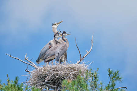 Great Blue Heron nest high in a tree containing a mother and her young.の写真素材