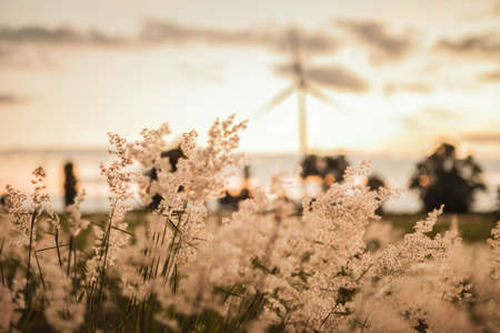 Wind turbine in sunsetの写真素材