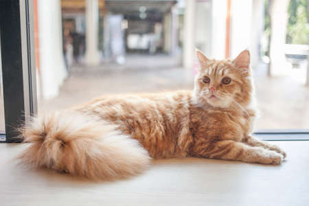 A cat on the tableの写真素材