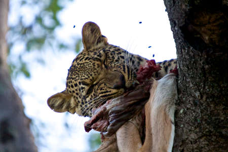 Leopard in a tree eating from a catch.の写真素材
