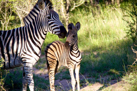 Zebra and foal in shadows with sun streaks across the foal.の写真素材