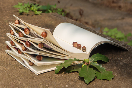 A book with acorns in itの写真素材