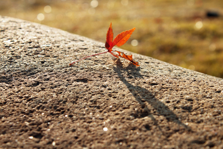 Close up view of a fallen leaf