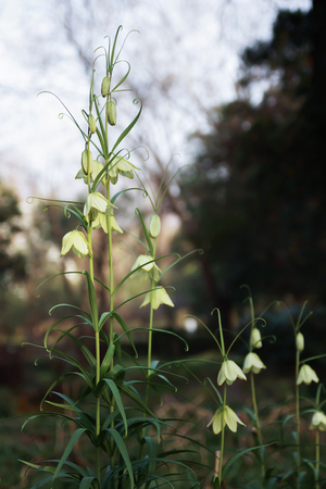 Wild Chinese medicine: Fritillaria thunbergii Miqの写真素材