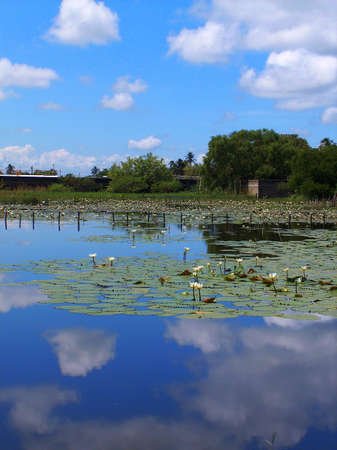 mirrored lagoonの写真素材