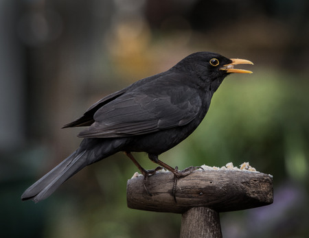 Blackbird on  a  Spade handleの写真素材