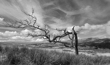 Old tree on Noyna hill with Pendle hill Lancashire