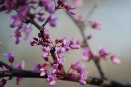 Pink Flower Buds on a Tree