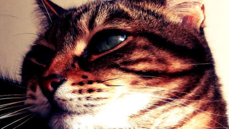 A macro shot of a young tabby cat's face.の写真素材