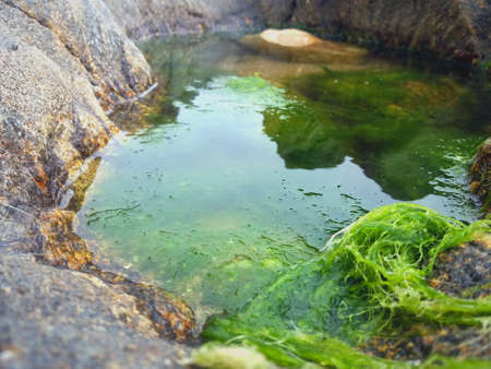 Abstract magnificent landscape of water, rocks and seaweed in a close-up on a cloudy dayの写真素材