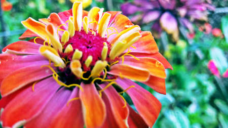 backgrounds natural single flowers Autumnの写真素材