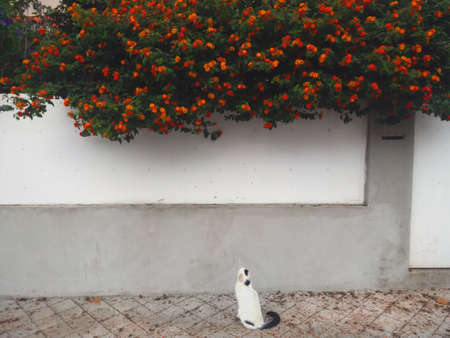 A cat looking at a bush with flowersの写真素材