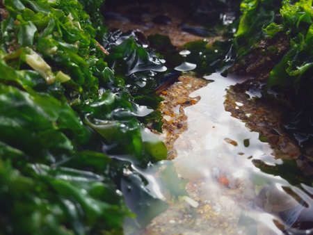 A stream of cool water to wet and to freshen the green algae around itの写真素材