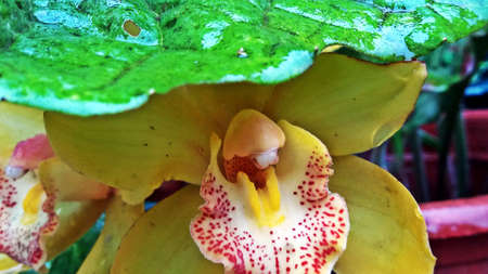a macro closeup of yellow orchidの写真素材